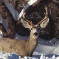 Wyo George