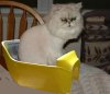 Mikes-cat-bucket.jpg