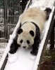 panda_slide.jpg