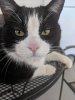 Tom Cat 2.jpg