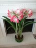 Amaryllis.jpg