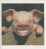 Smily Pig.jpg