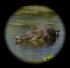 Gator.jpg