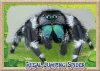 Regal_Jumping_Spider-Male_800x.jpg