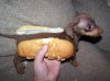In-bread dog.jpg