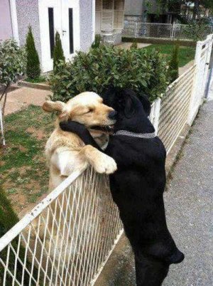Dog hug.jpg