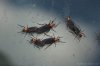 love bugs.jpg